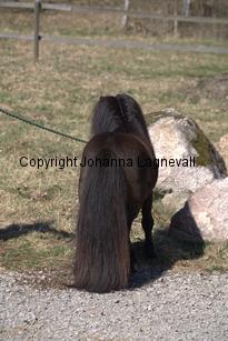 kameleonvbangaerde_9617.jpg