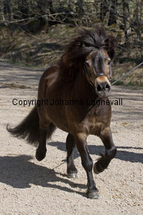 kameleonvbangaerde_9679-2.jpg