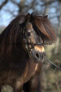 kameleonvbangaerde_9758.jpg