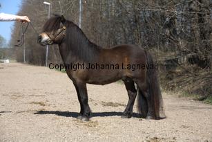 kameleonvbangaerde_9760.jpg