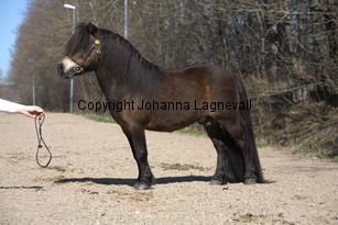 kameleonvbangaerde_9762.jpg