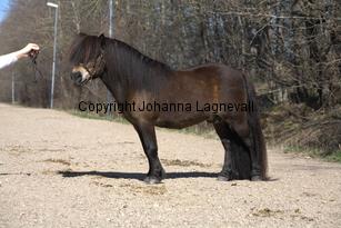 kameleonvbangaerde_9765.jpg