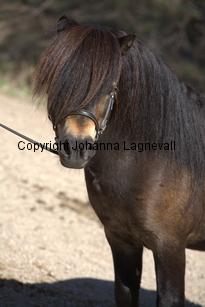 kameleonvbangaerde_9768.jpg