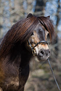 kameleonvbangaerde_9772-2.jpg