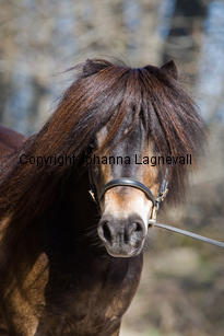 kameleonvbangaerde_9773-2.jpg