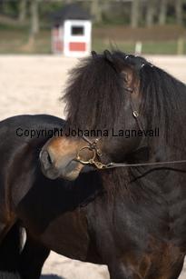 rossmonsjackmani_9530.jpg