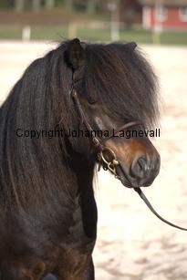 rossmonsjackmani_9531.jpg