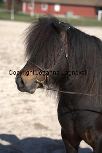rossmonsjackmani_9534.jpg