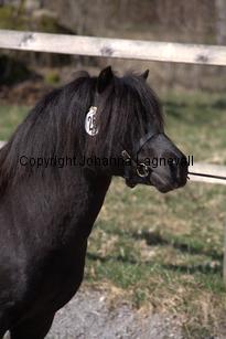 talismanafjaboruder_9605.jpg