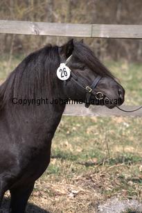 talismanafjaboruder_9608.jpg