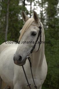 gabesch_7219.jpg