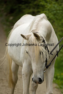 gabesch_7240-2.jpg