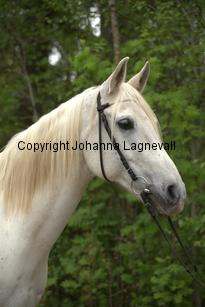 gabesch_7260.jpg