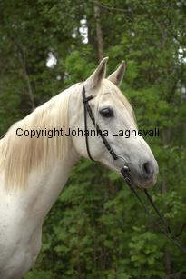 gabesch_7262.jpg