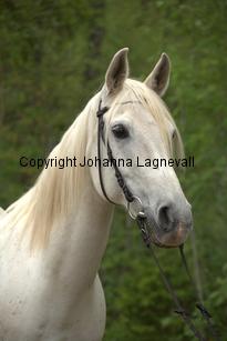 gabesch_7264.jpg