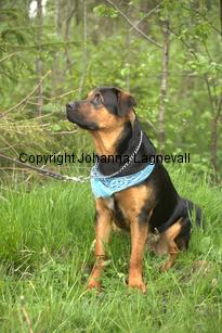 hund1_6716.jpg