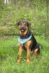 hund1_6717.jpg