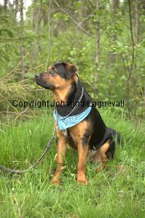 hund1_6718.jpg