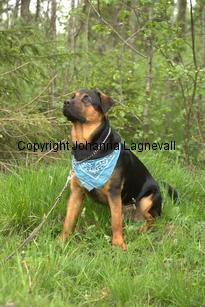 hund1_6719.jpg