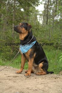 hund1_6722.jpg