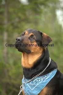hund1_6723.jpg