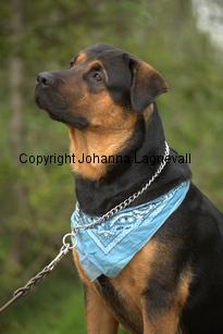hund1_6726.jpg