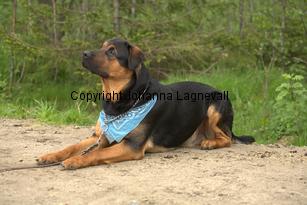 hund1_6727.jpg