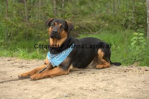 hund1_6728.jpg