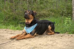 hund1_6730.jpg