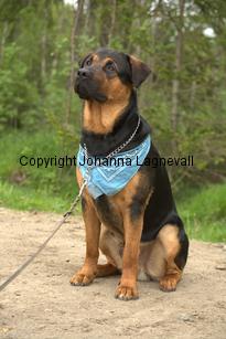 hund1_6731.jpg