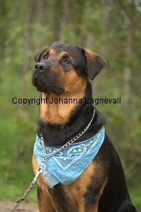 hund1_6733.jpg