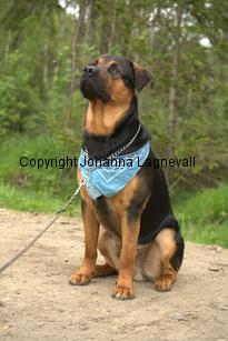hund1_6734.jpg