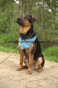 hund1_6736.jpg