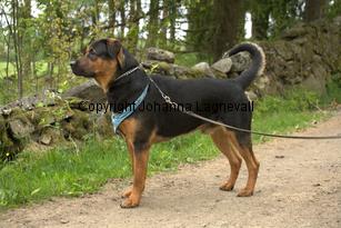 hund1_6755.jpg