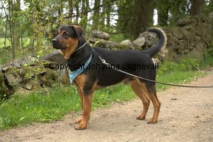 hund1_6757.jpg