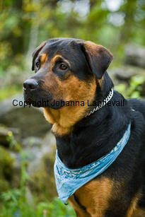 hund1_6760-2.jpg