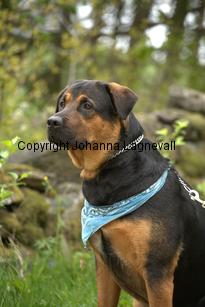 hund1_6763.jpg