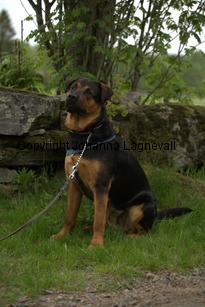 hund1_6764.jpg