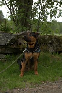 hund1_6765.jpg