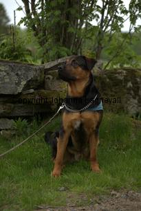 hund1_6767.jpg