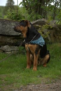 hund1_6770.jpg