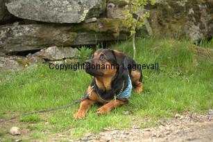 hund1_6771.jpg
