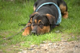 hund1_6773.jpg