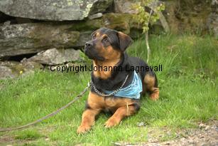 hund1_6774.jpg