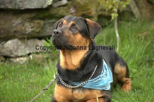 hund1_6776.jpg