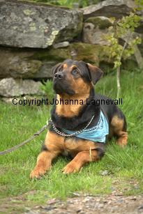 hund1_6778.jpg