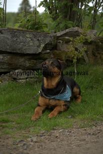 hund1_6779.jpg