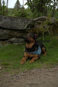 hund1_6781.jpg