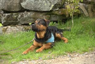 hund1_6782.jpg