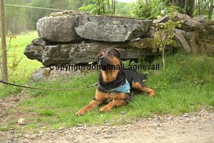 hund1_6783.jpg